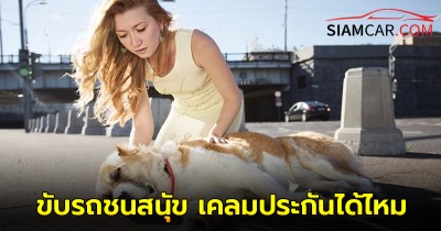 สงสัยมากนาน ขับรถชนสนุัข  เคลมประกันได้ไหม